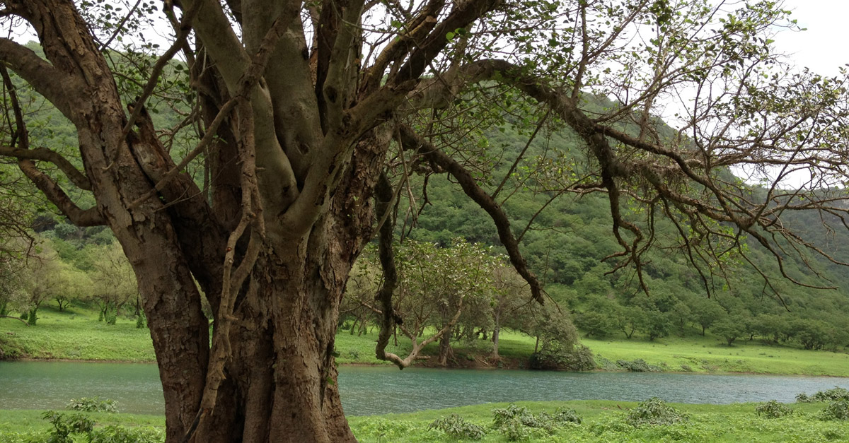 salalah.jpg